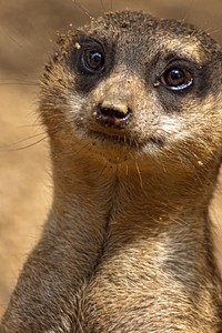 Meerkat standing, desert animal. Free public domain CC0 photo.