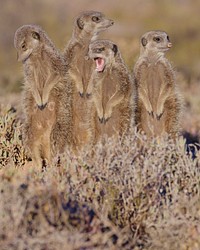 Meerkat standing, desert animal. Free public domain CC0 photo.