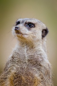 Meerkat's face closeup, wildlife. Free public domain CC0 photo.