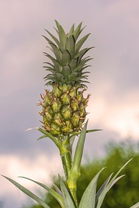 Closeup on pineapple plant. Free public domain CC0 photo.