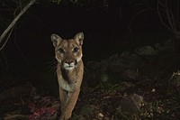 Florida panther. Free public domain CC0 photo.