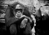 Chimpanzee photo. Free public domain CC0 image.