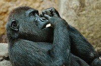 Gorilla. Free public domain CC0 image.