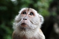 Monkey. Free public domain CC0 image.