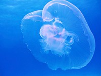 Bright jellyfish floating alone. Free public domain CC0 photo.