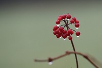 Red berry background. Free public domain CC0 image.