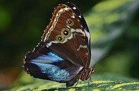 Butterfly in nature. Free public domain CC0 photo.