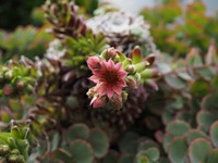 Cactus flower background. Free public domain CC0 photo.