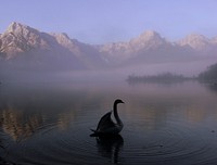 White swan swimming alone. Free public domain CC0 photo.