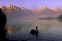 White swan swimming alone. Free public domain CC0 photo.