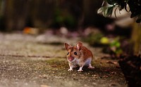 Brown mouse walking on the ground. Free public domain CC0 image.