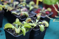 Venus flytrap. Free public domain CC0 image.