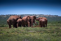 African elephant herd in teh serengeti. Free public domain CC0 photo.