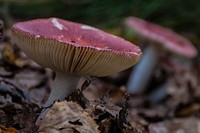 Poisonous mushroom with a red hat in the grass. Free public domain CC0 photo.