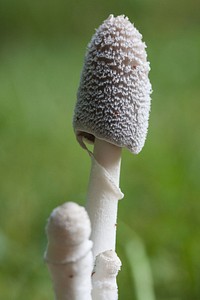 Poisonous mushroom with thin stem. Free public domain CC0 image.