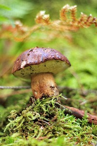 Poisonous mushroom with thin stem. Free public domain CC0 image.