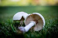 Natural mushroom on the grass. Free public domain CC0 image