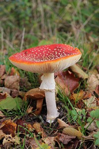 Poisonous mushroom with a red hat in the grass. Free public domain CC0 photo.