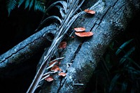 Wild mushrooms in a forest. Free public domain CC0 photo.