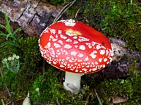 Red mushroom hat, fly agaric toadstool. Free public domain CC0 image.