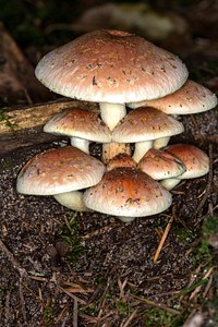 Brown mushroom on the forest floor. Free public domain CC0 photo.