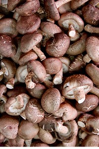 Group of edible mushrooms. Free public domain CC0 photo.