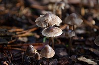 Brown mushroom on the forest floor. Free public domain CC0 photo.