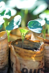 Nasturtium seedling sowing plant. Free public domain CC0 photo.