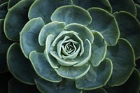 Succulent background. Free public domain CC0 photo.