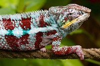 Iguana lizard. Free public domain CC0 image.