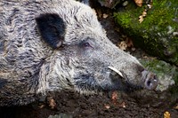 Wild boar. Free public domain CC0 photo.