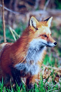Red fox in forest. Free public domain CC0 image.