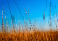 Agricultural wheat field. Free public domain CC0 photo.