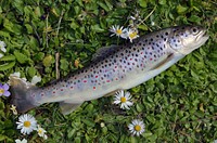 One dead fish close up. Free public domain CC0 photo.