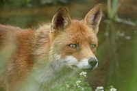 Red fox, wild animal background. Free public domain CC0 photo.