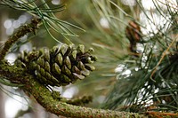 Autumn pine cone aesthetic background. Free public domain CC0 photo.