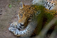 Cute leopard, wildlife image. Free public domain CC0 photo.