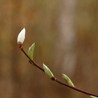 White flower bud. Free public domain CC0 image.