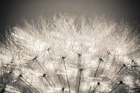 Dandelion background. Free public domain CC0 image.