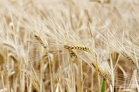 Wheat field. Free public domain CC0 photo.