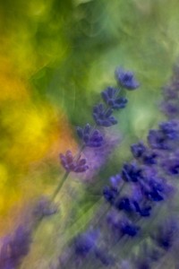 Lavender filed background. Free public domain CC0 image.