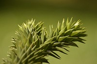 Pine branch, aesthetic nature background. Free public domain CC0 photo.