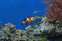 Clownfish close up. Free public domain CC0 photo.