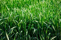 Green grass field. Free public domain CC0 photo.