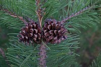 Aesthetic pine cone, nature background. Free public domain CC0 photo.