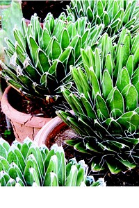 Queen Victoria agave. Free public domain CC0 photo.