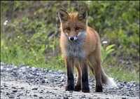 Red fox in forest. Free public domain CC0 image.