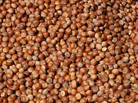 Hazelnuts, brown shells. Free public domain CC0 image