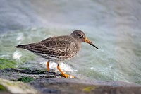 Beach runner bird close up. Free public domain CC0 photo.