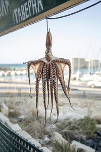Dried octopus hanging outdoors. Free public domain CC0 photo.